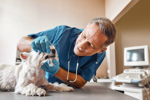 Best Emergency Dental Care for Broken or Chipped Teeth in Kodi, AK